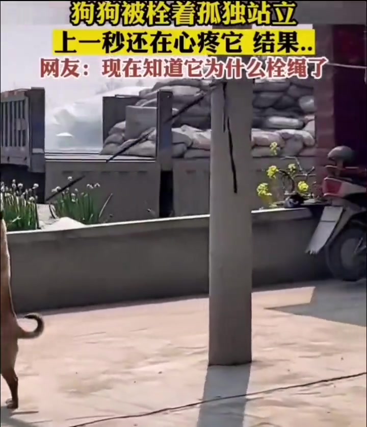 可怜之狗必有可恨之处