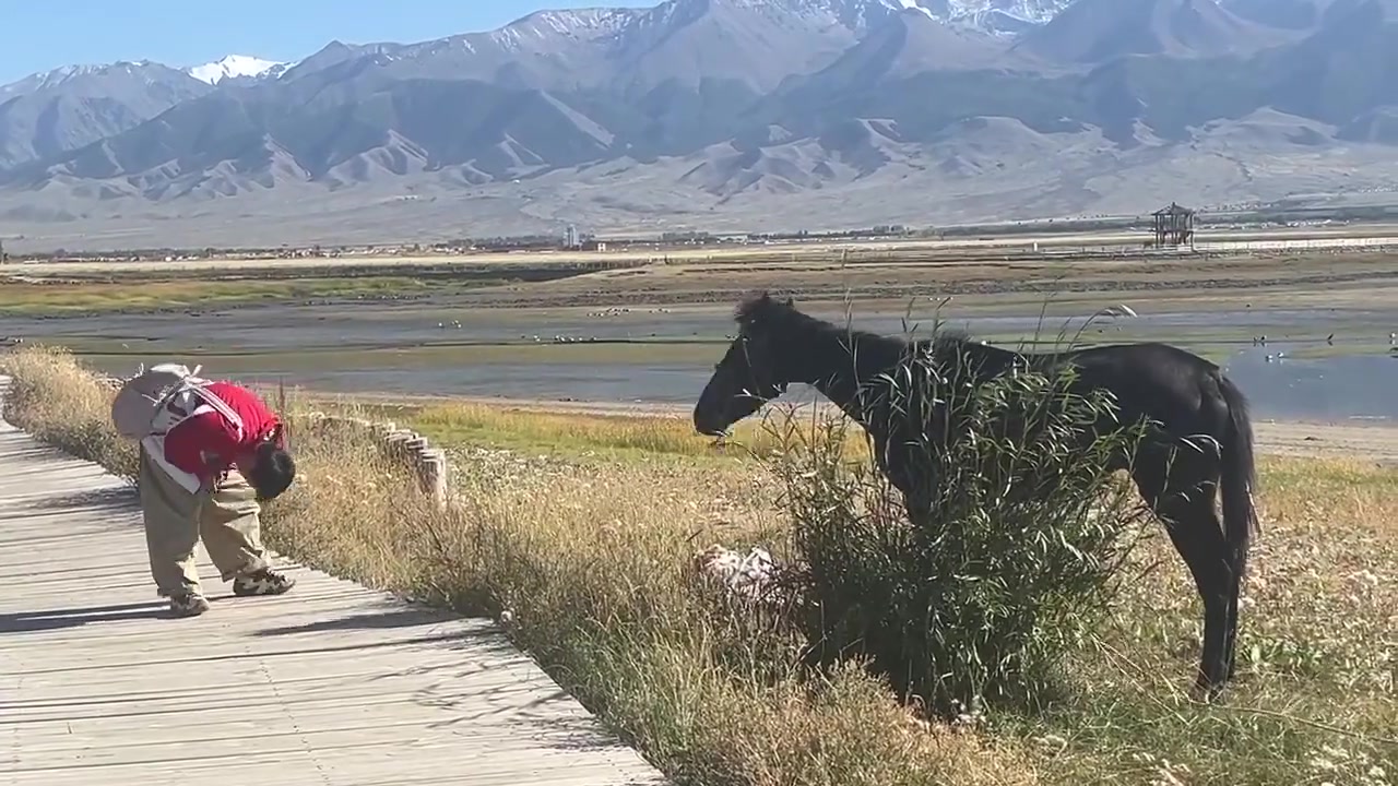 两情若是久长时又岂在牛牛马马