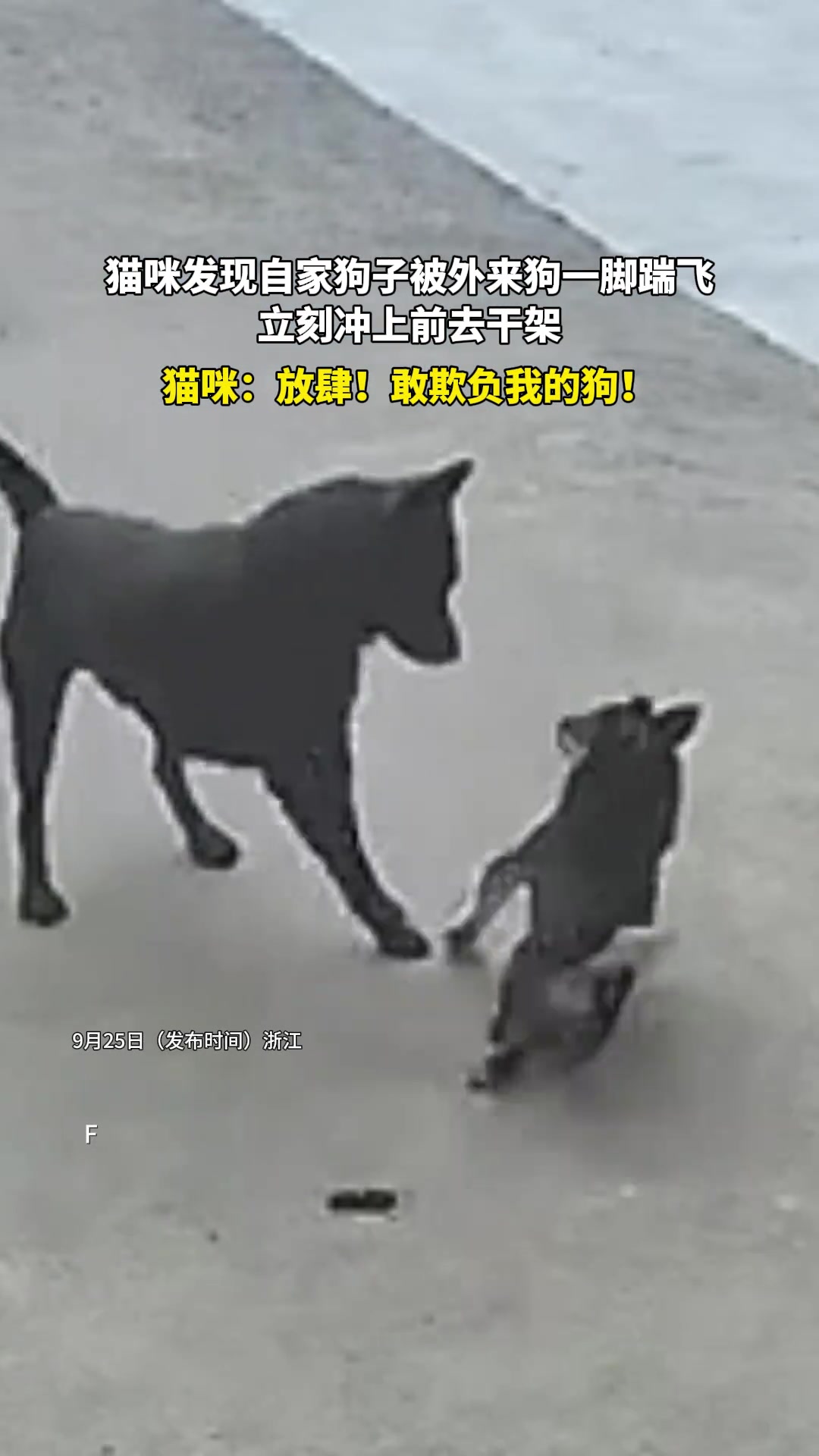 猫：打狗也要看主人