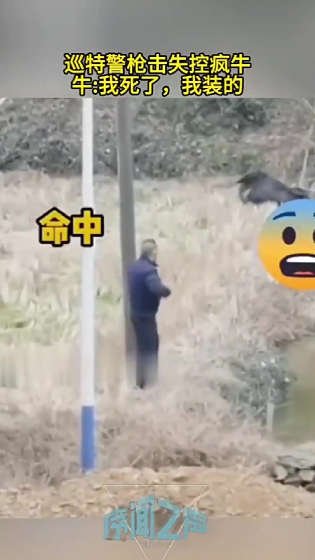 巡特警枪击失控疯牛，牛：我死了，我装的