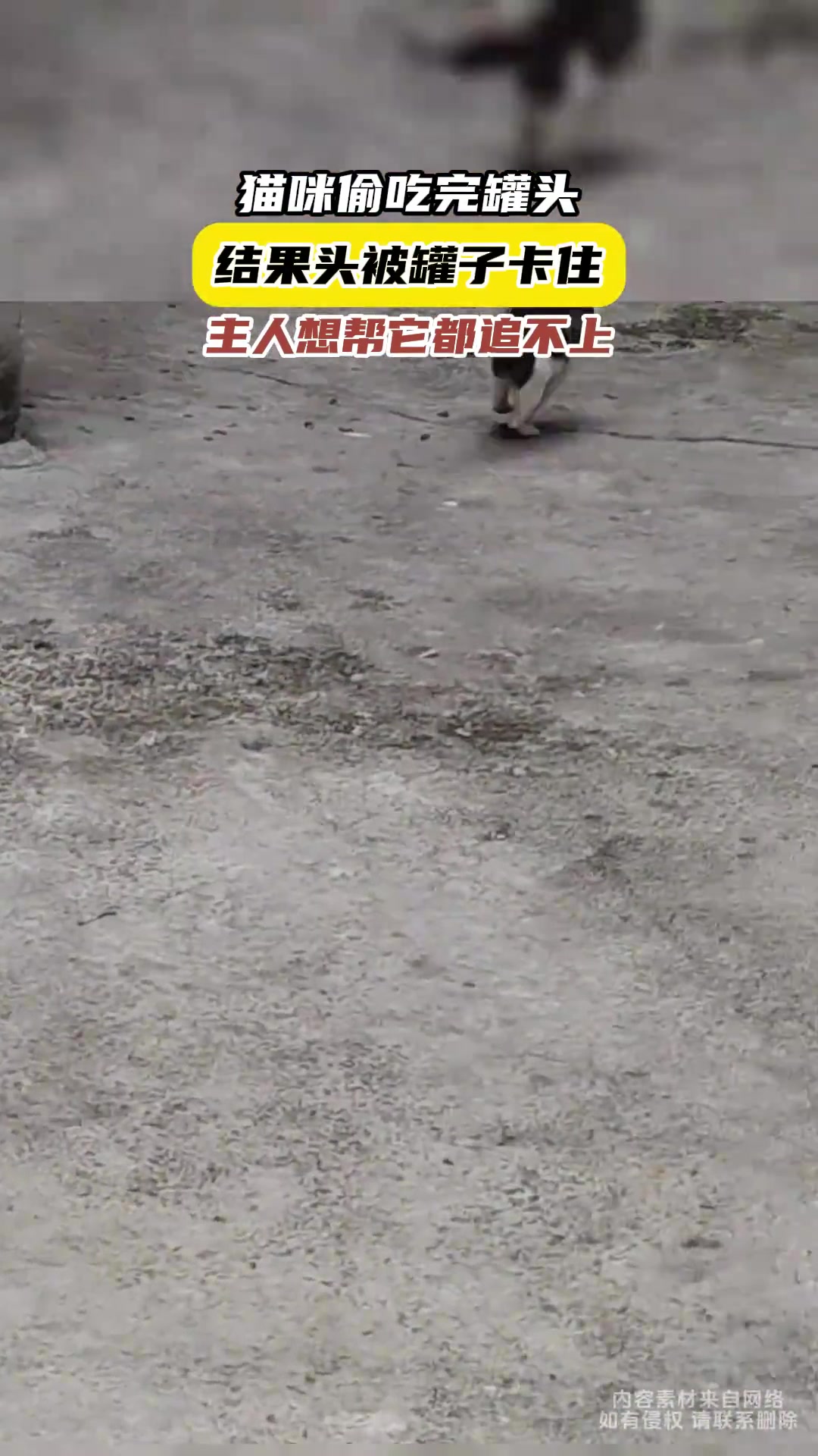 猫咪偷吃完罐头，结果头被罐子卡住