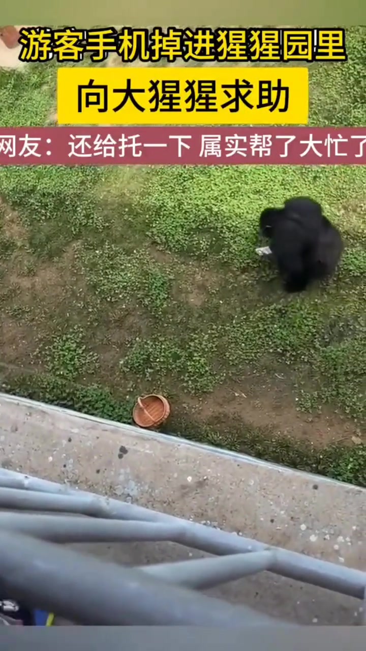游客手机掉猩猩园里，向大猩猩求助