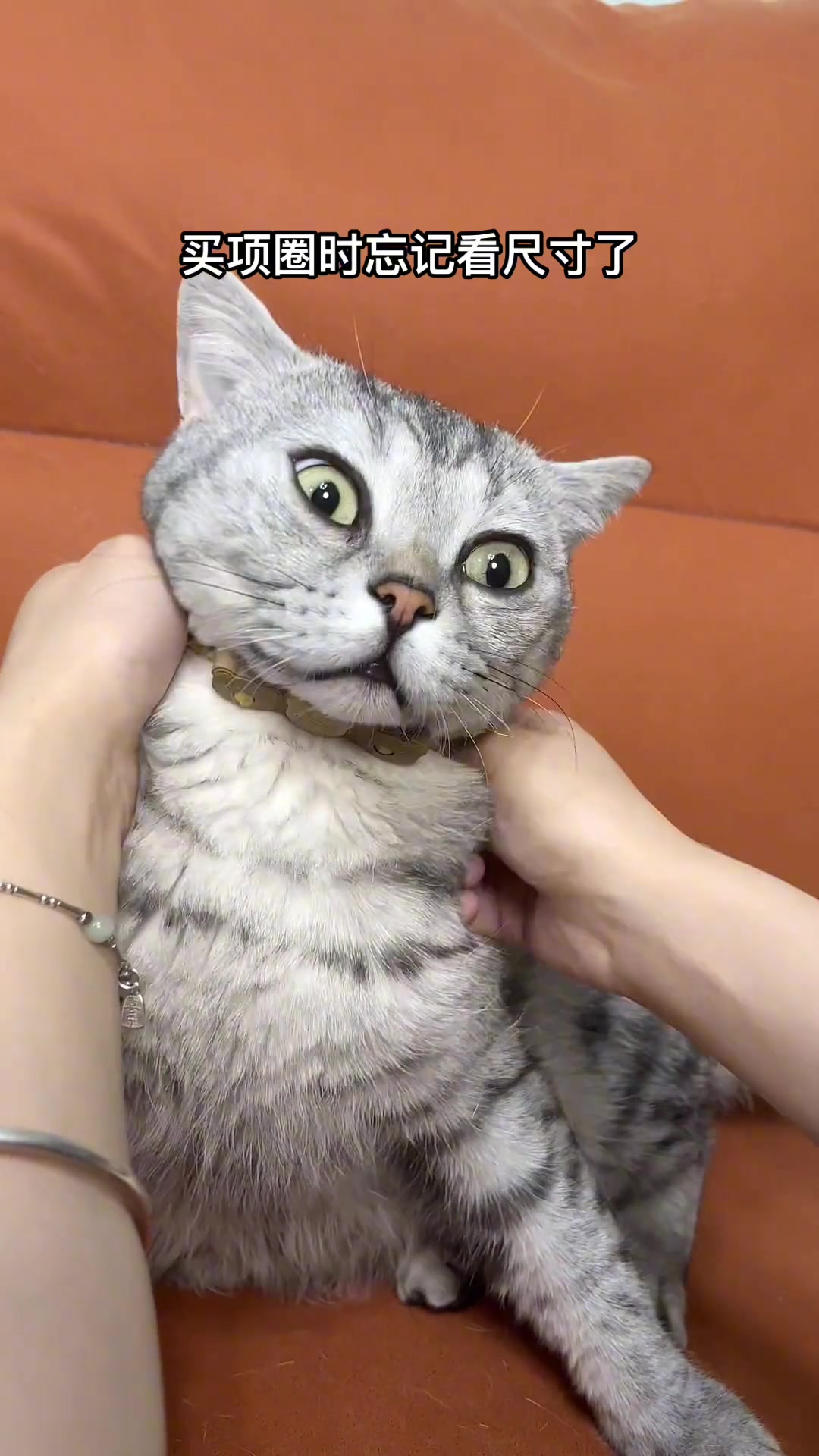 麻麻这项圈我必须戴吗