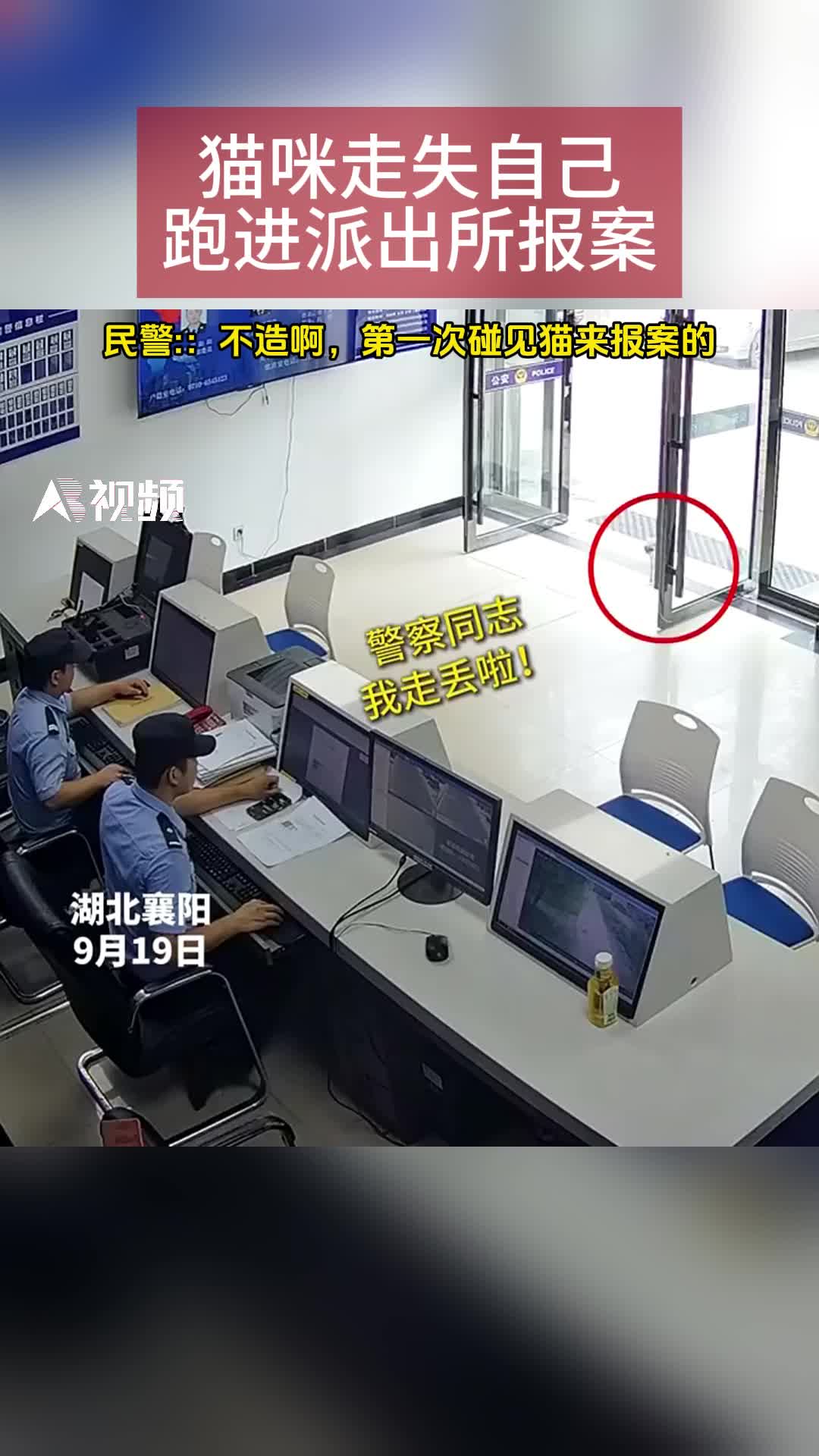 猫咪走失自己跑进派出所报案，民警：“第一次碰见猫来报案的”