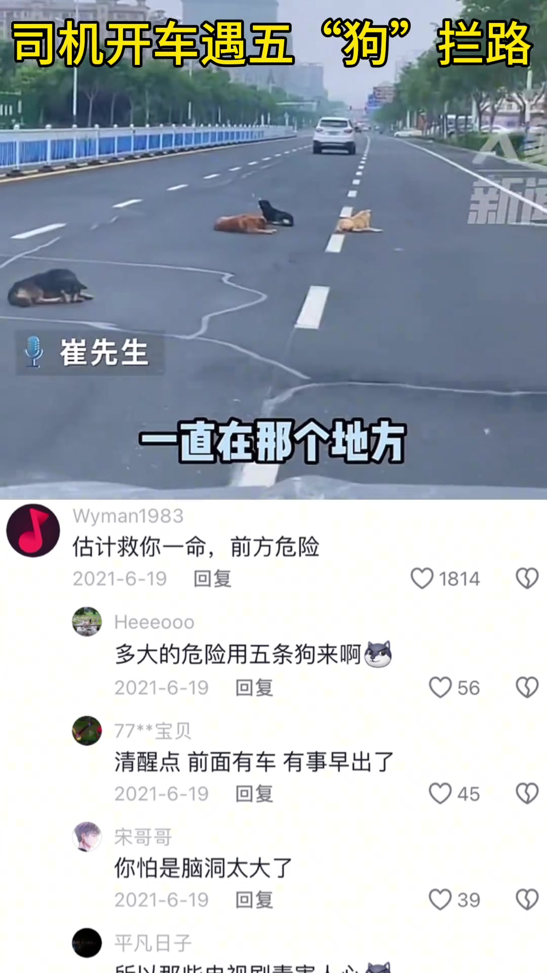 司机开车遇五“狗”拦路
