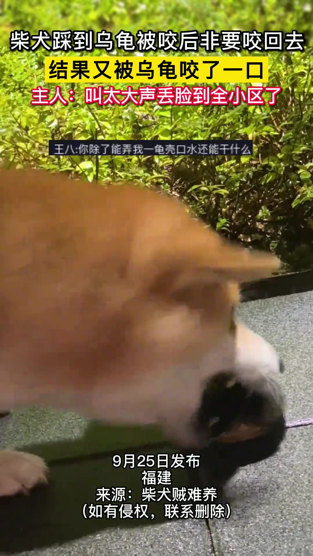 柴犬踩到乌龟被咬后非要咬回去，结果又被乌龟咬了一口