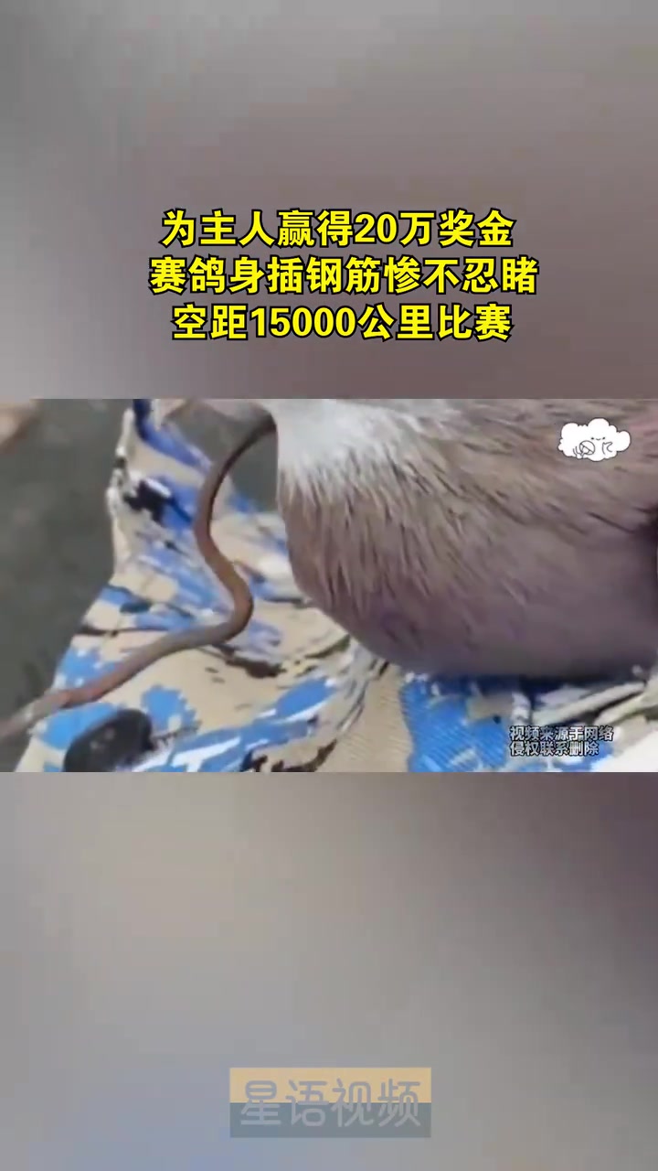 好鸽子，兄弟这不得给他治好咯，一条龙拉满！！