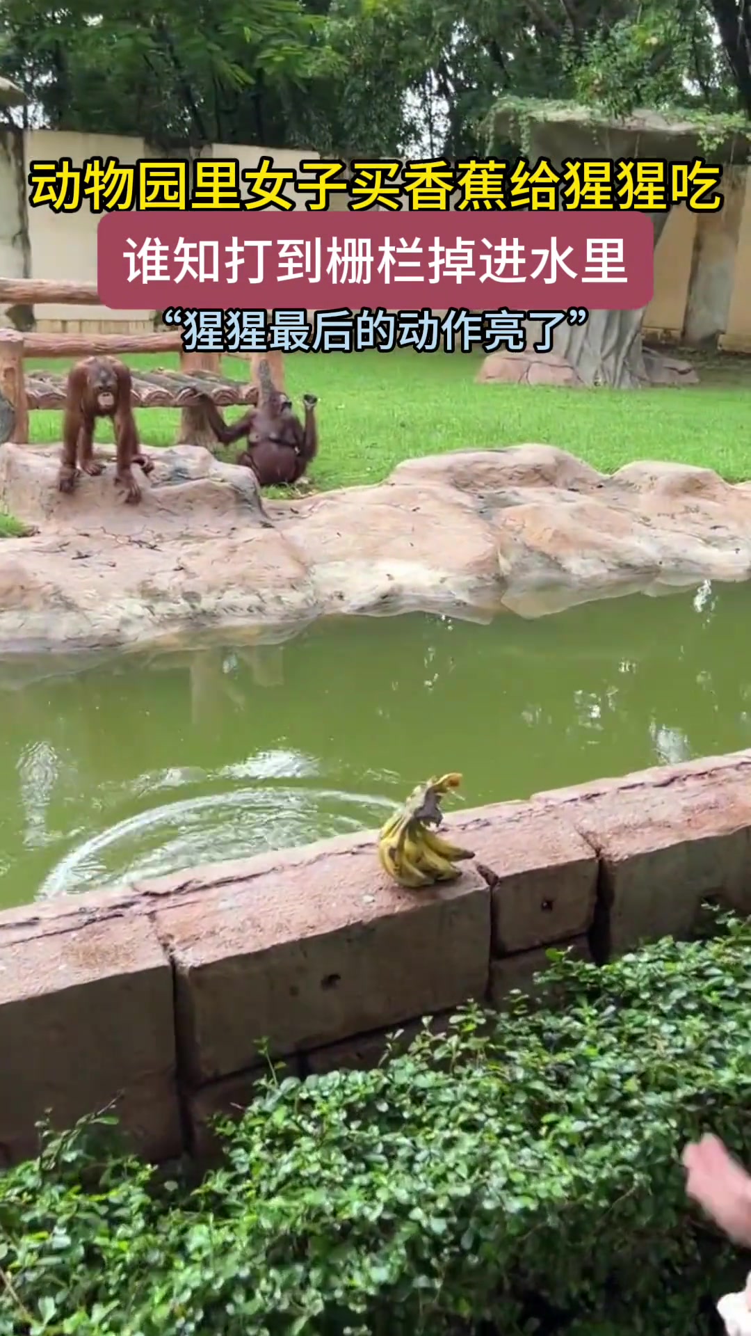 女生给猩猩投喂香蕉失误掉水里，猩猩的动作亮了