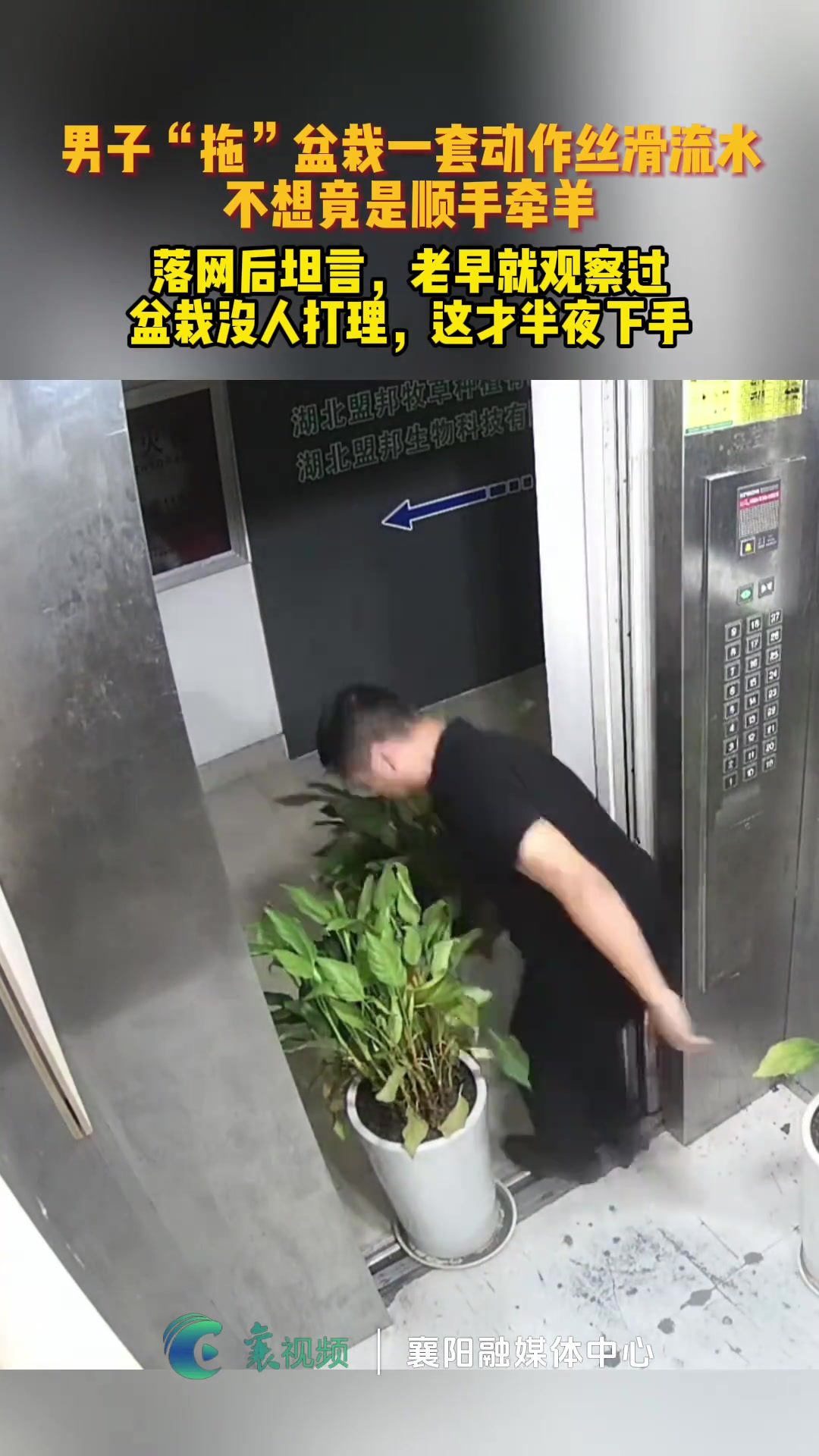 男子看办公楼盆栽无人打理，趁晚上没人“拿”回自己家