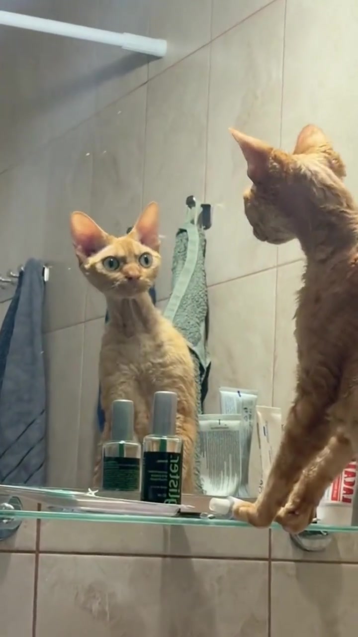 猫：“我的娘哟，吓晕宝宝了谁长这么丑”