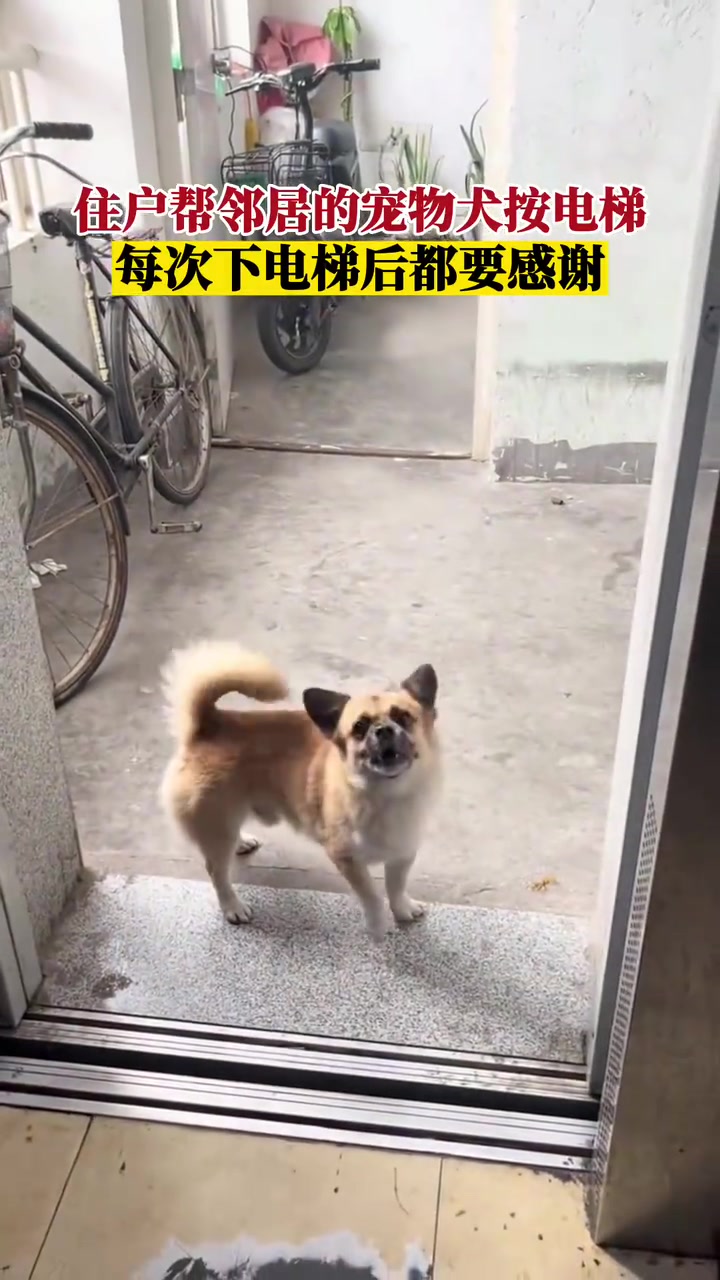 住户每次帮邻居的狗子按电梯，狗子下电梯了还不忘感谢