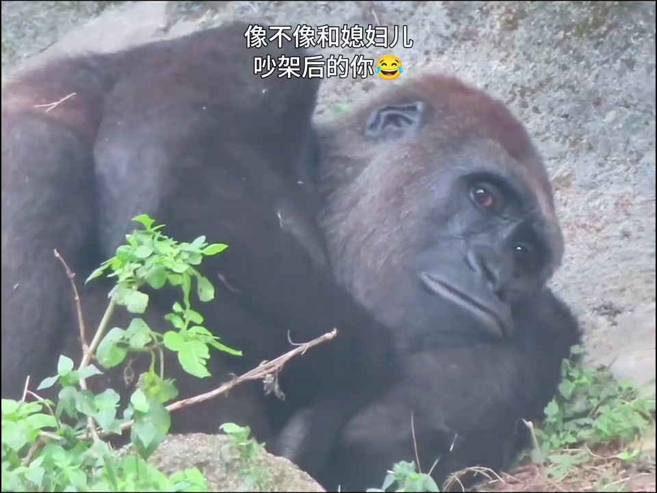 快进来看看这像不像和媳妇吵架过后的你