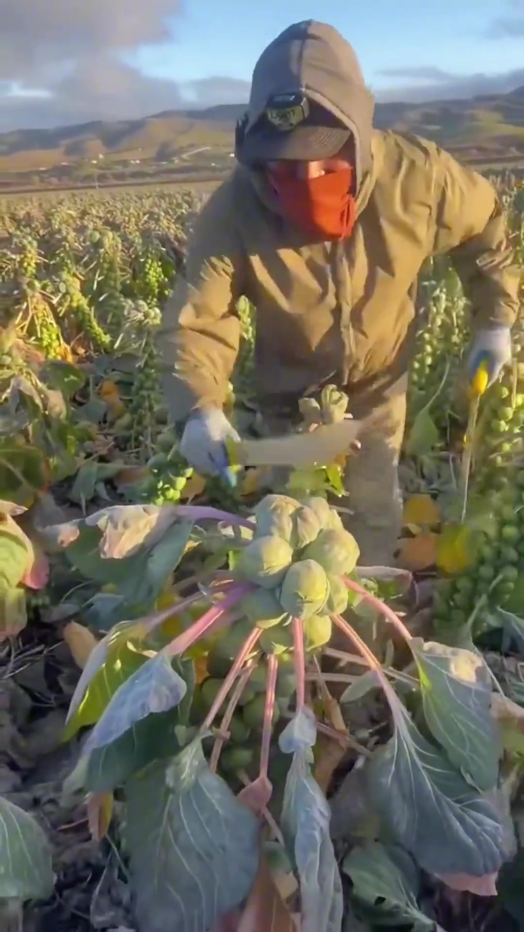 我们不普及的菜那肯定是不好吃，但是刀法真不错