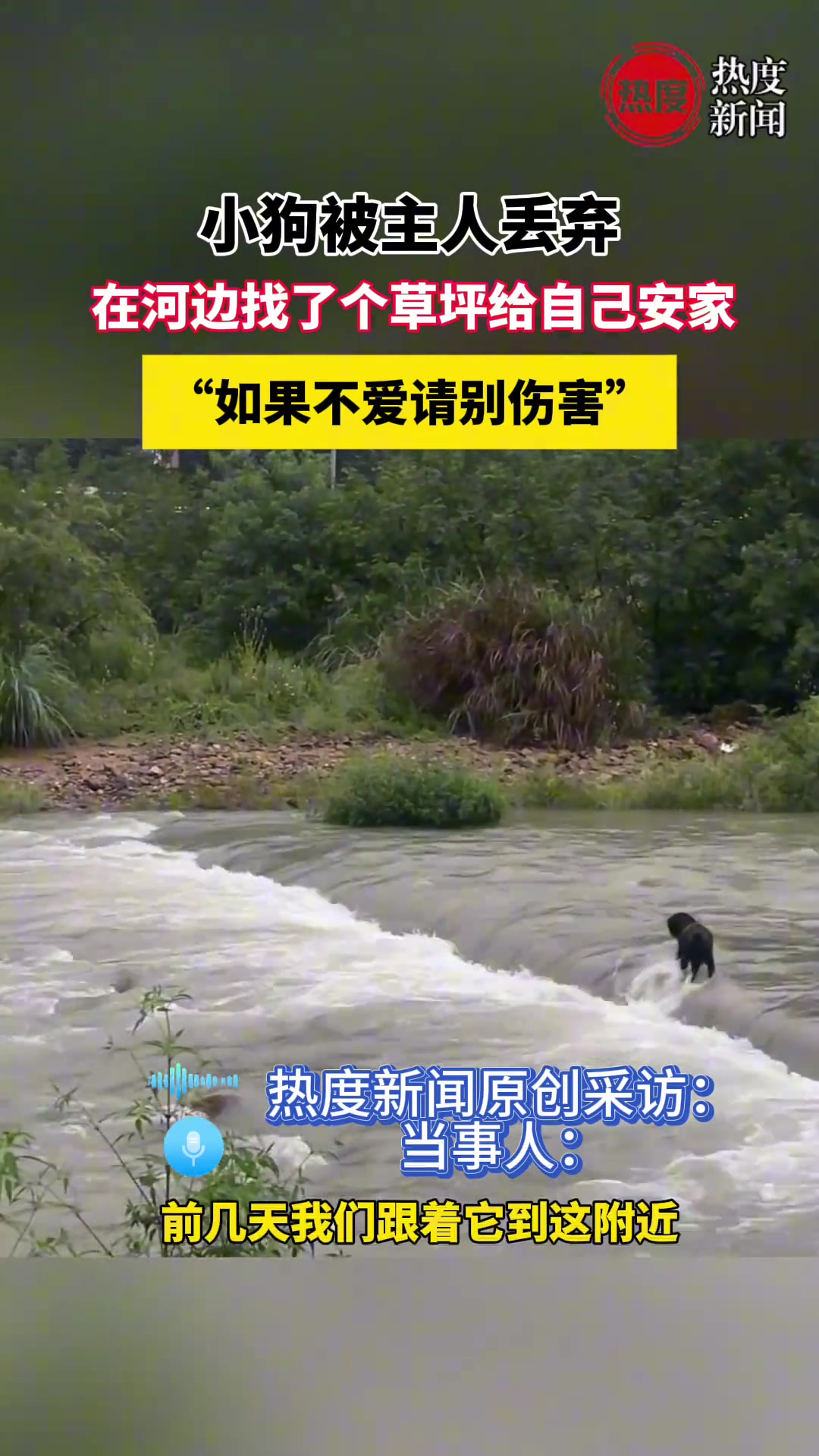 小狗被主人丢弃，在河边找了个草坪给自己安家！