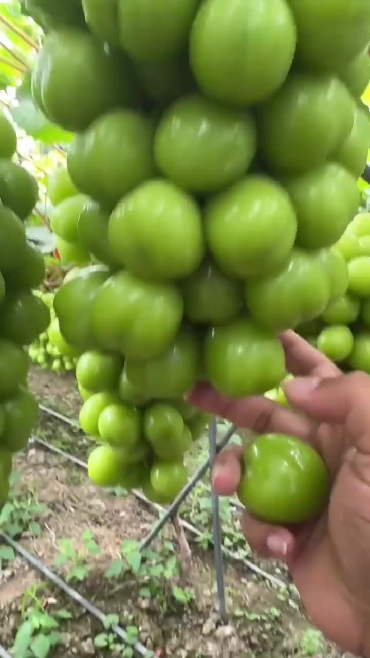 不好意思膨大剂量有点多了！！