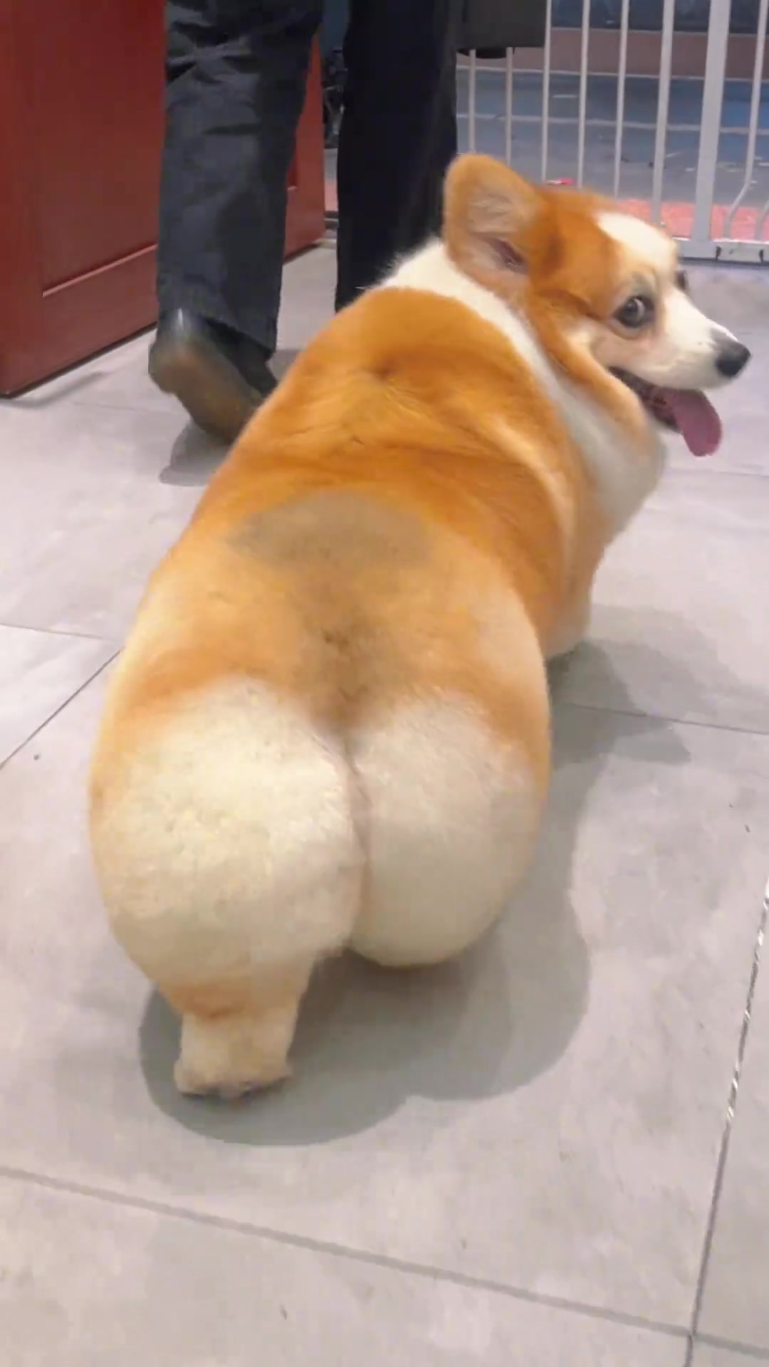 这也太可爱了吧