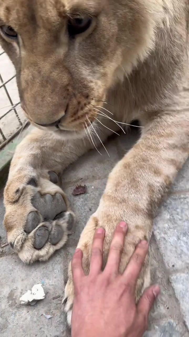 猫爪在上原则！就是这只猫有点大！！
