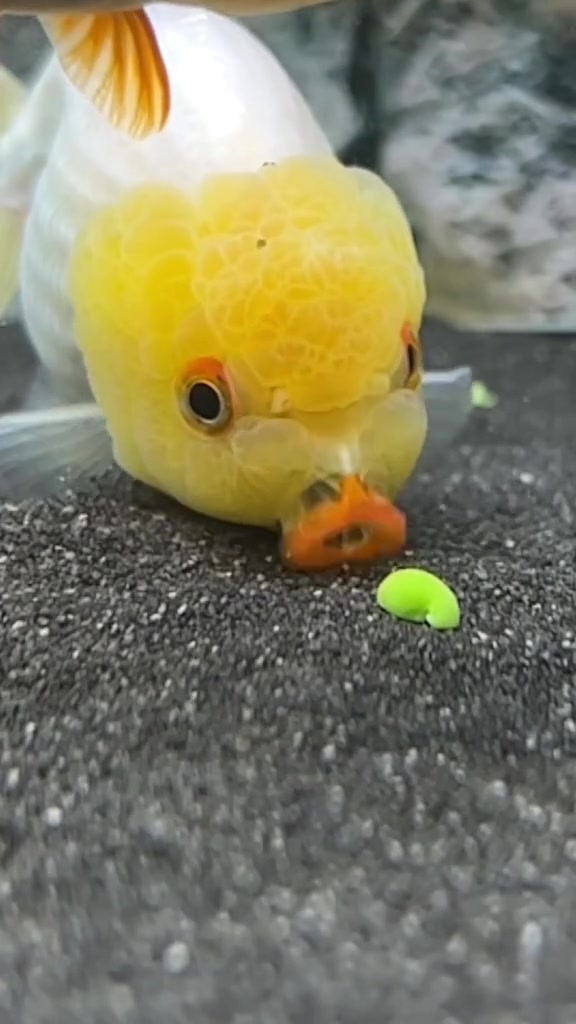 鱼鱼：为了吃一个食物我容易吗我！！