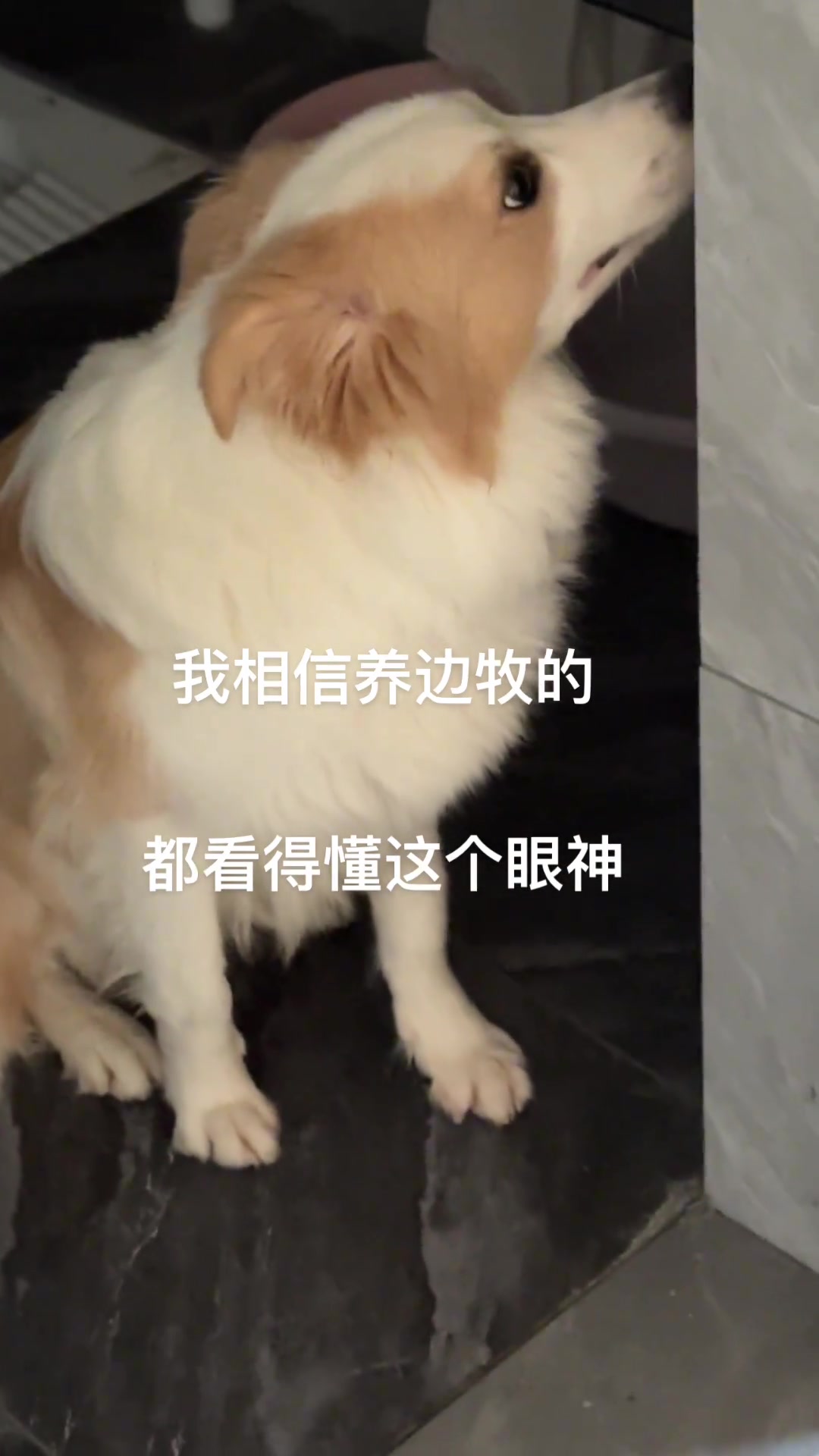 刚回到家就开始斗智斗勇了
