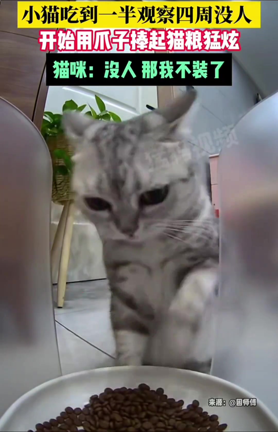 猫咪：没人那我不装了
