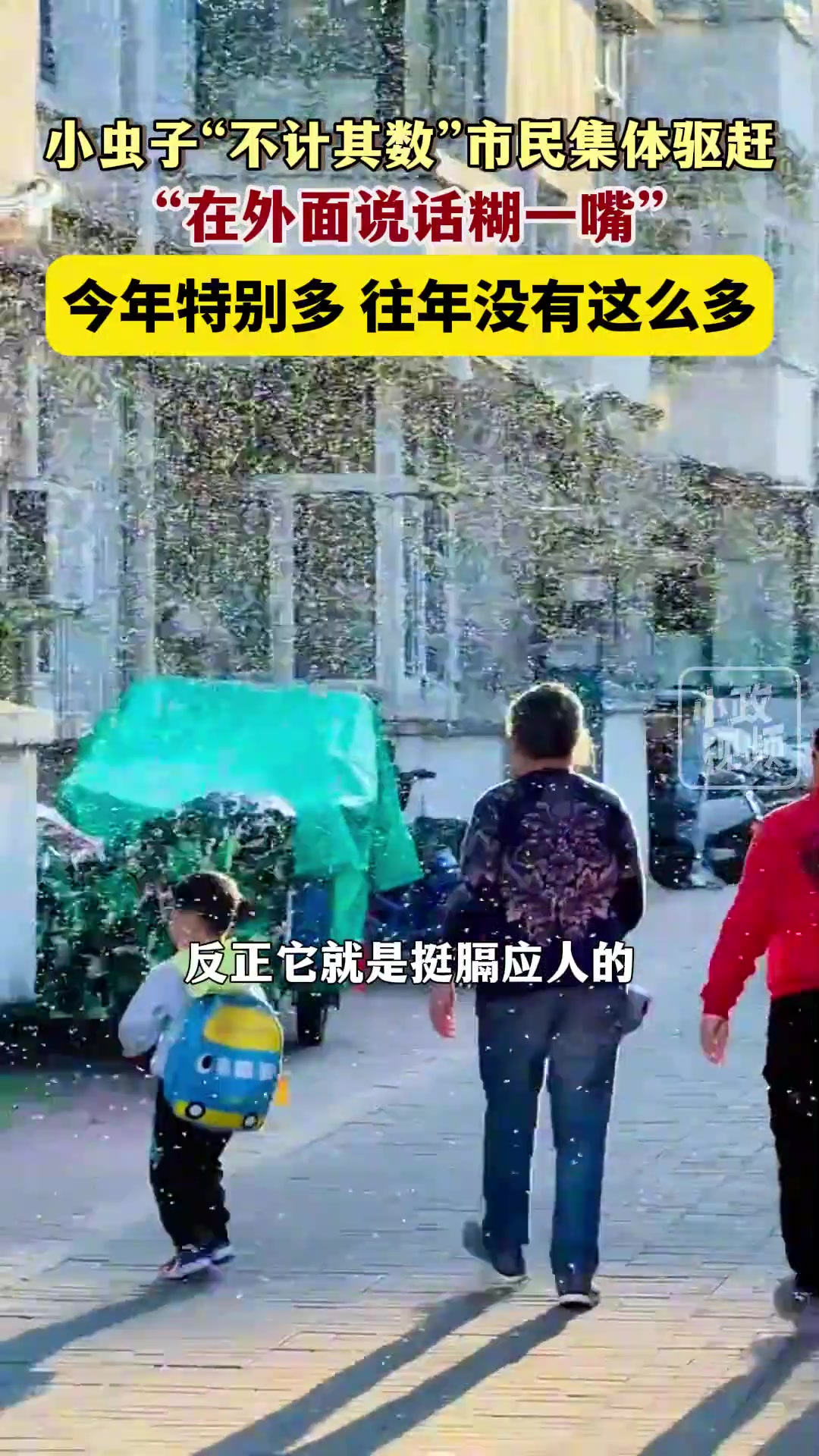 在外面说话都能糊一嘴虫子虫子太多遭市民集体驱赶！
