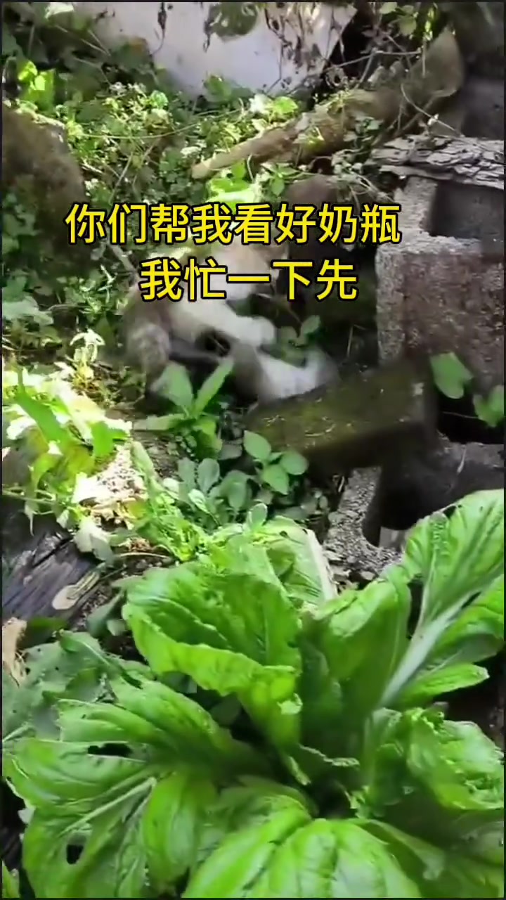 吧友们...奶瓶帮它拿一下，它要上班了.....