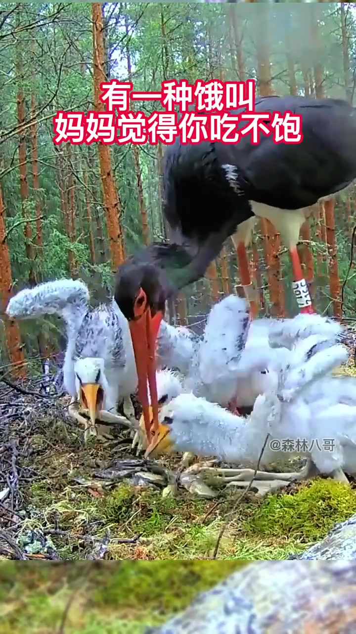 这是什么鸟妈妈，一下子也给太多了吧！！
