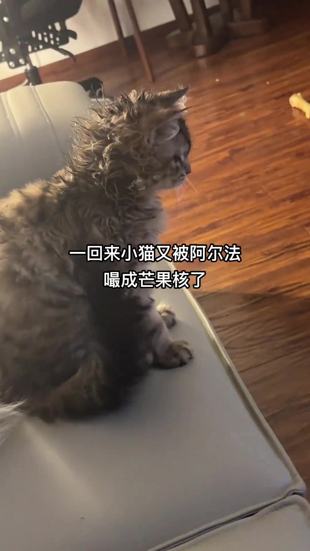 主人一回来发现小猫头被狗子嘬成芒果核了