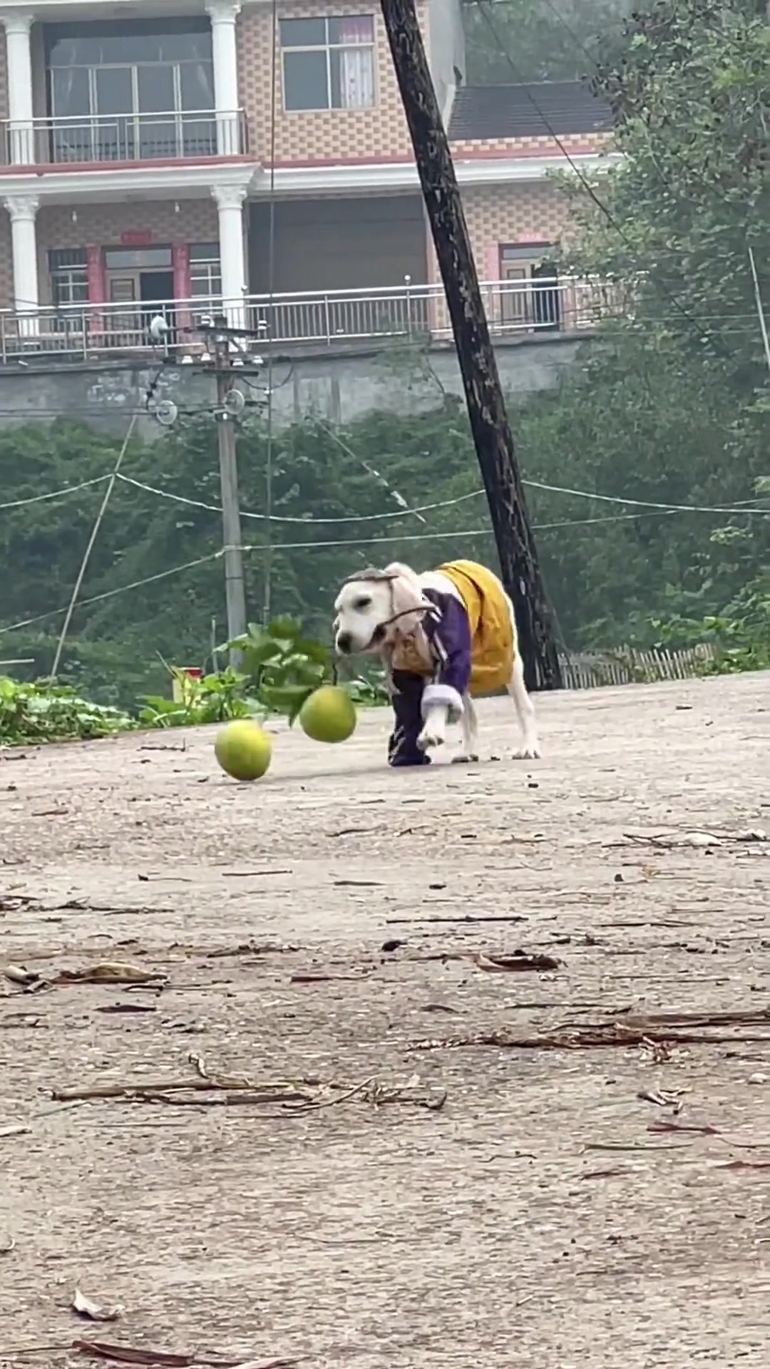 狗狗啥都会做真顾家