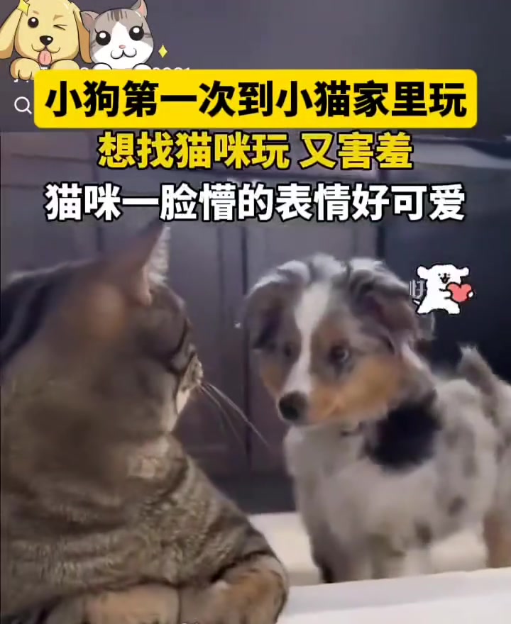 小狗第一次来猫咪家里玩，想找猫咪又害羞，猫一脸懵的表情好可爱