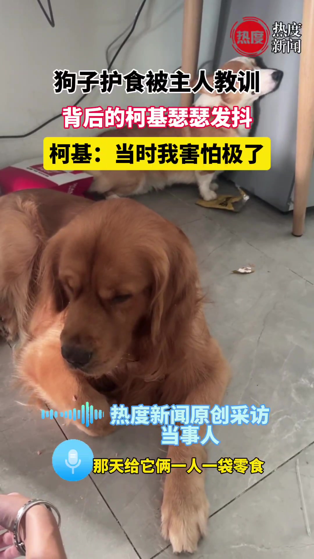 狗子护食被揍，背后的柯基瑟瑟发抖