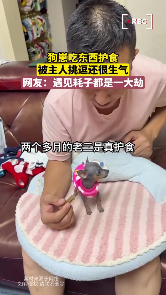 这么小的狗子，遇上只南方大耗子都是劫数了