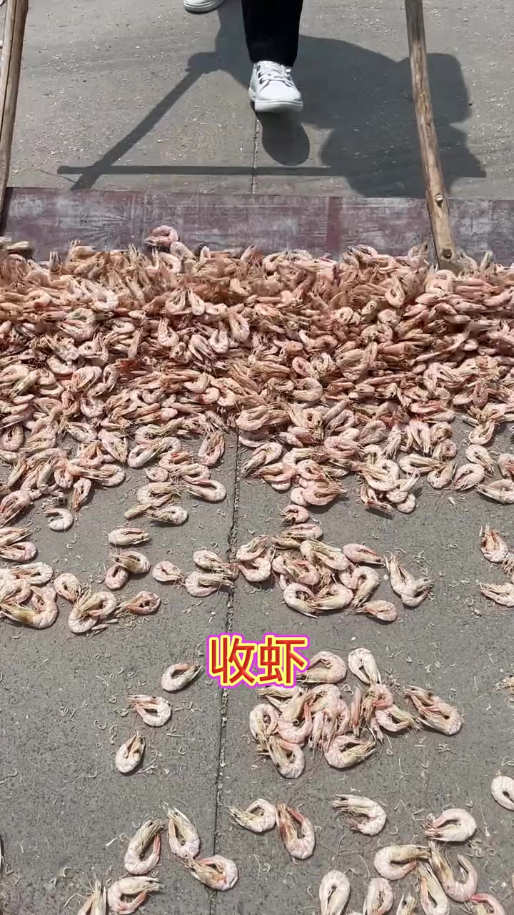 干虾直接晒水泥地上这你还敢吃吗
