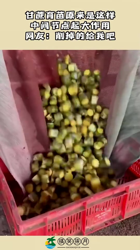 甘蔗育苗原来是这样，中间节点起大作用，网友：削掉的给我吧！