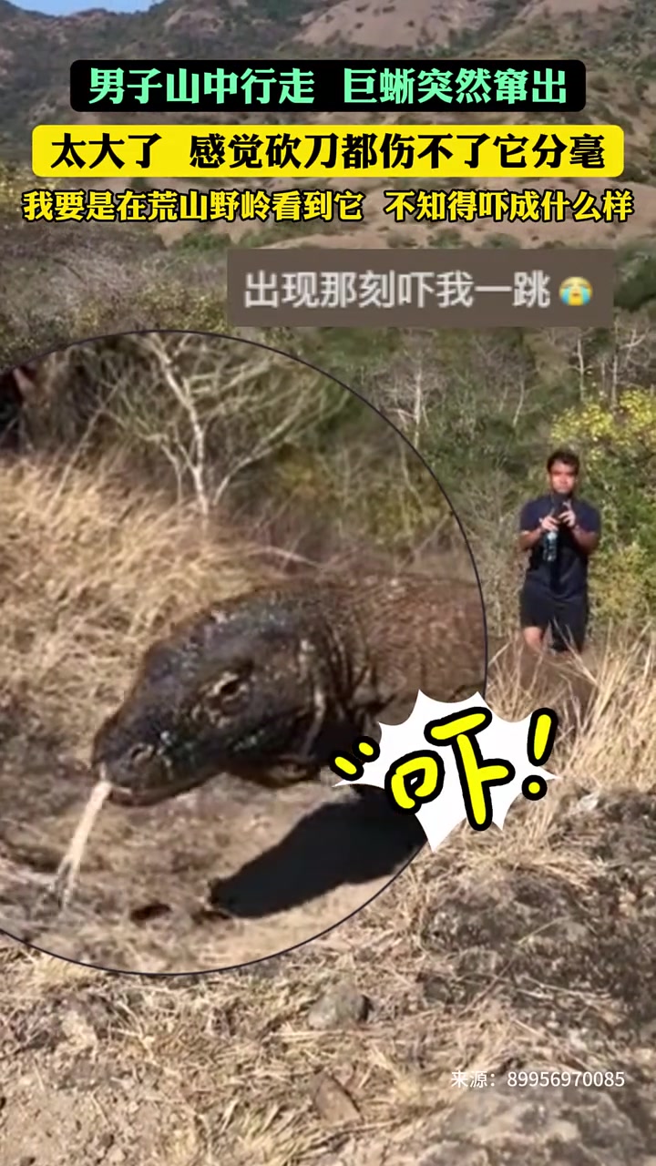 男子山中行走巨蜥突然窜出！太大了