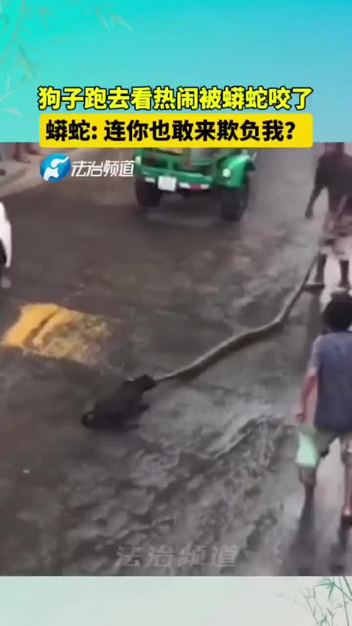 狗子跑去看热闹被蟒蛇咬了！蟒蛇：连你也敢来欺负我
