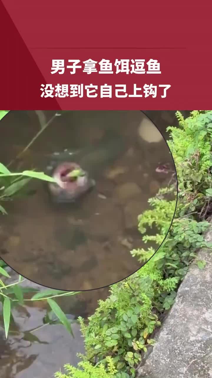 男子拿鱼饵逗鱼，没想到它自己上钩了！