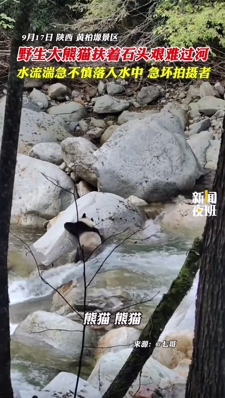 男子拍到野生大熊猫艰难过河，急坏拍摄者