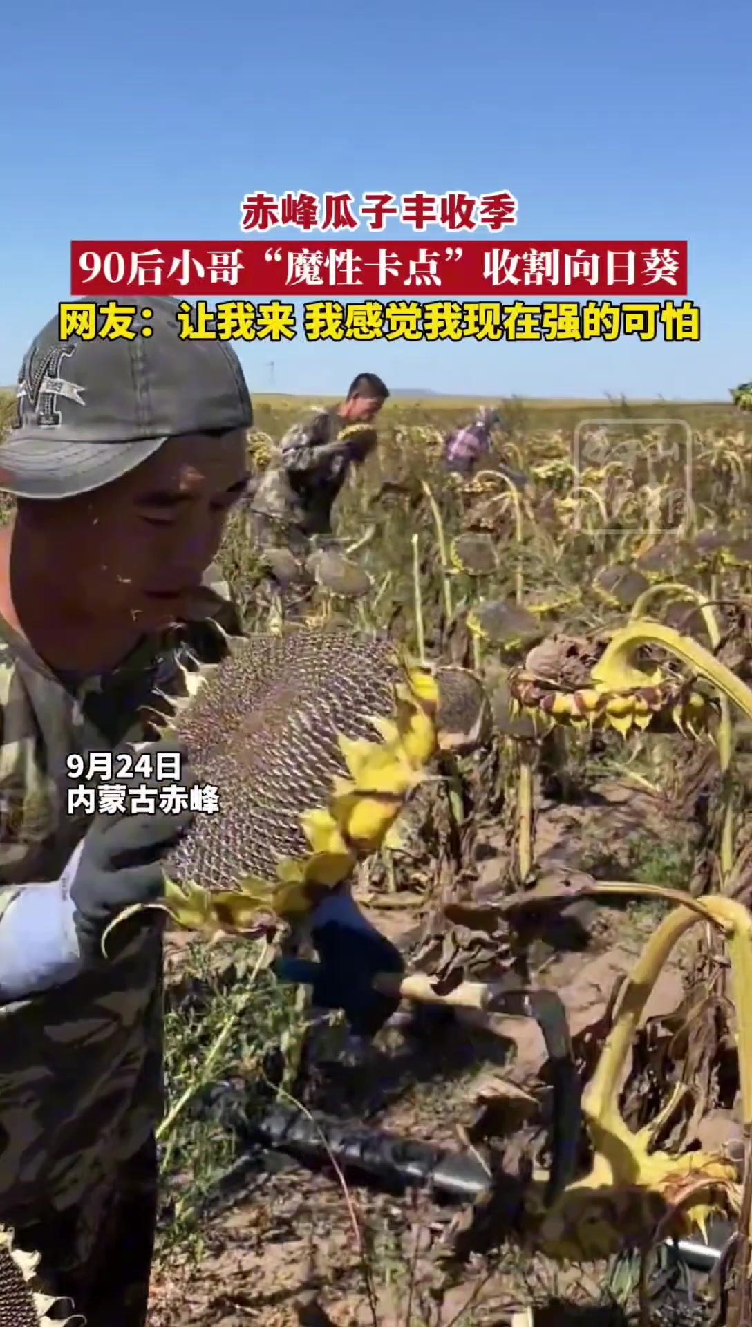 瓜子丰收季，小哥魔性收割向日葵