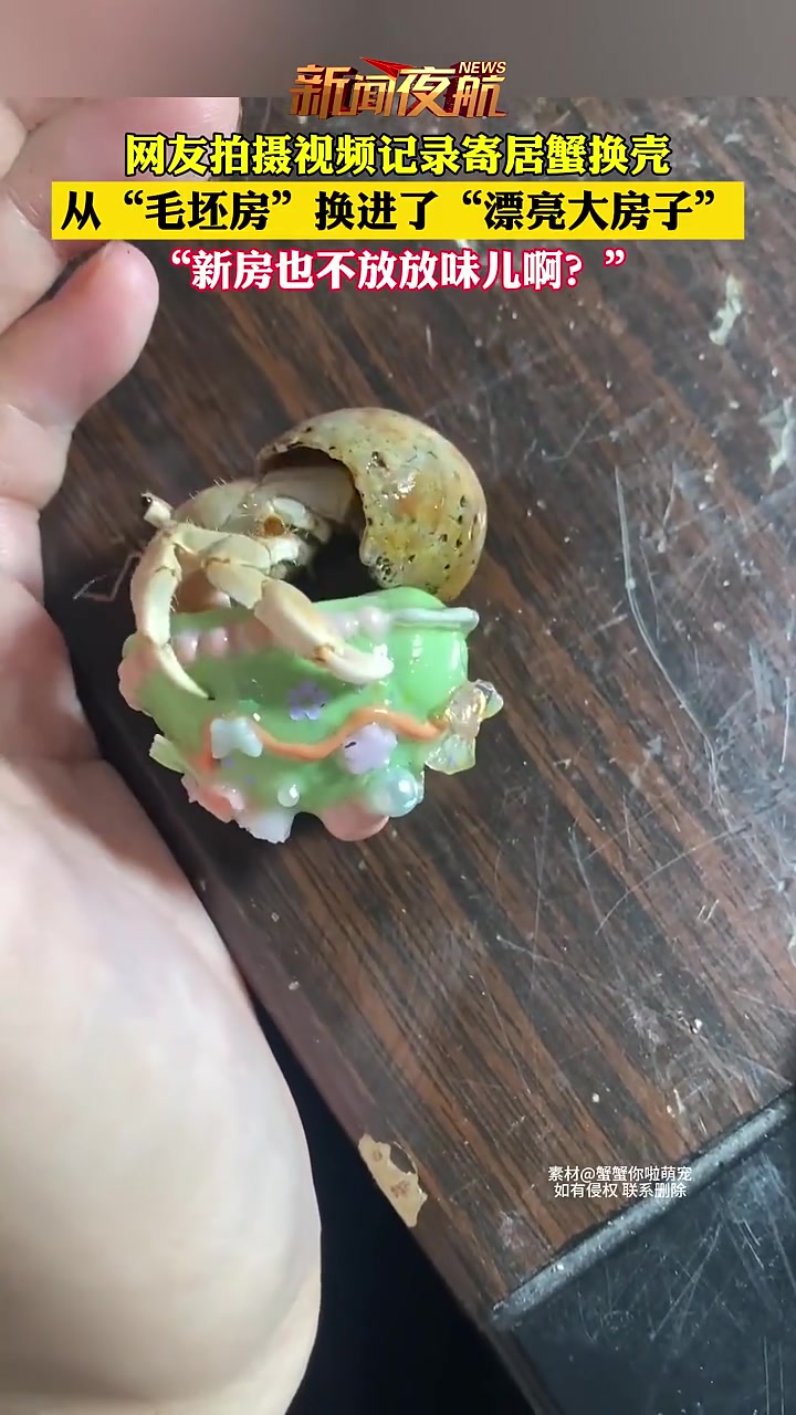 拎包入住！从毛坯房换到了别墅！你见过寄居蟹换房吗