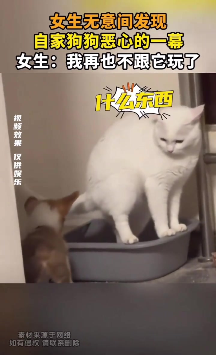 狗狗吃下热乎的猫屎咖啡条，给铲屎官嫌弃坏了
