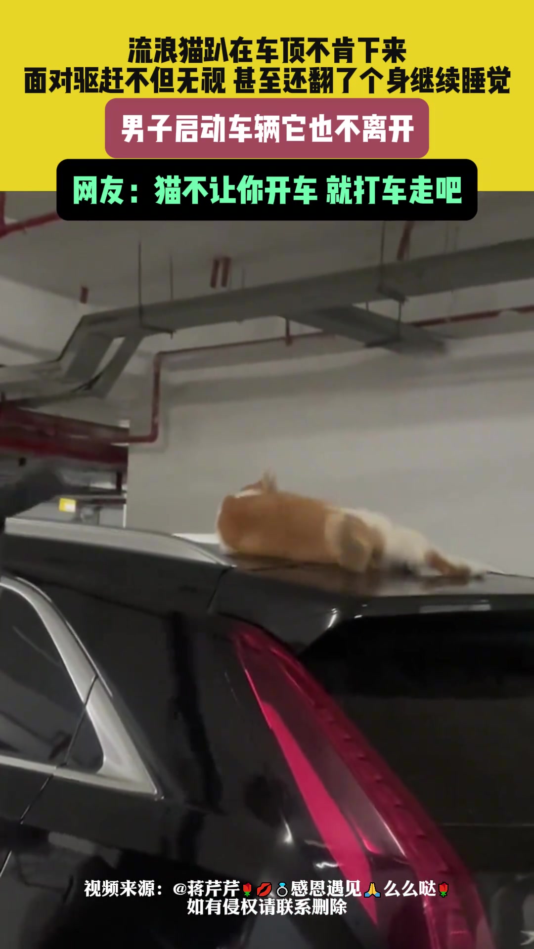 流浪猫霸占车顶不走，车子启动了都不带动的！