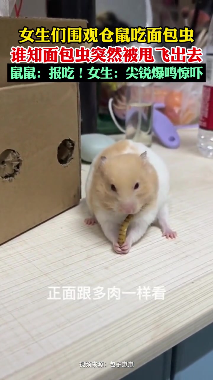 女生吓出尖锐爆鸣！要是我被无头虫摔到脸上也会叫！