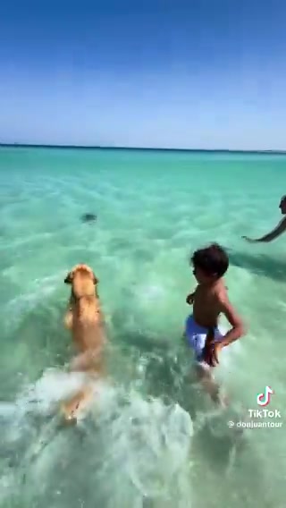 狗子：你们放生海龟拯救我的意见了嘛