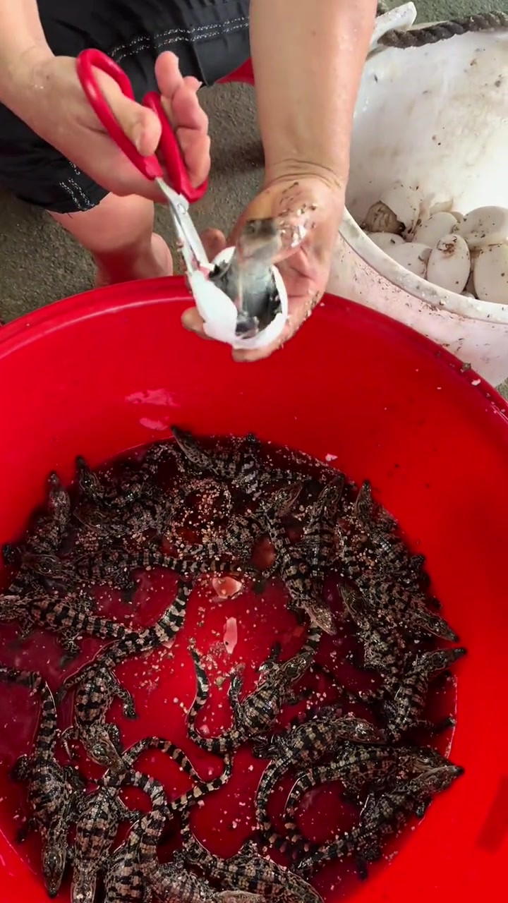 原来小鳄鱼都是刨腹产！！