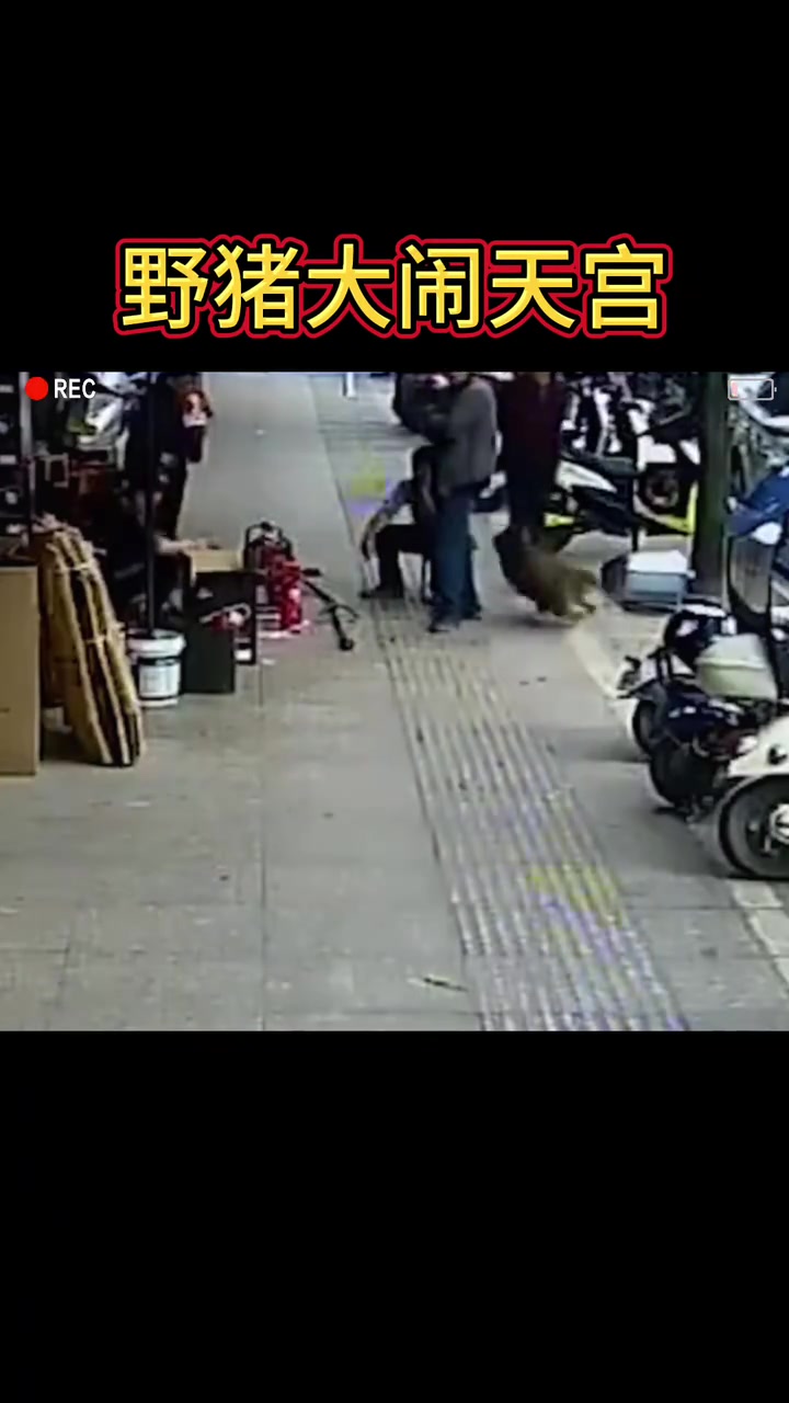 这一回到猪八戒大闹天宫了！！