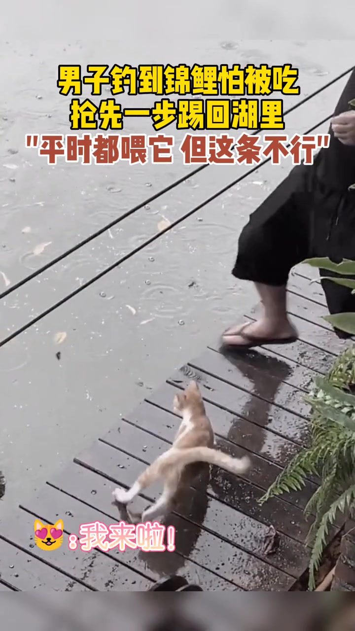 钓鱼佬：这锦鲤我救下了，耶稣来了也不行！