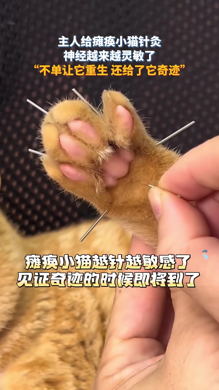 这就是中华神针！主人给瘫痪小猫针灸，没想到真的治好了！