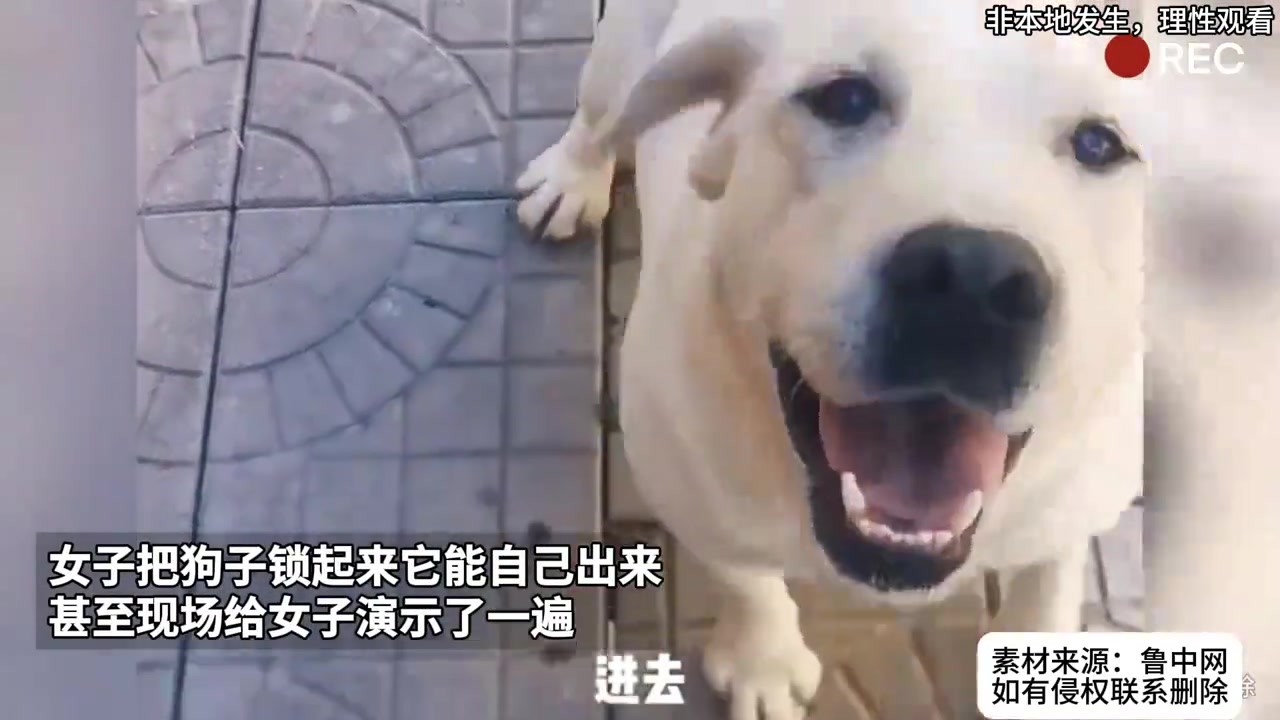 女子把狗子锁起来它能自己出来甚至现场给女子演示了一遍