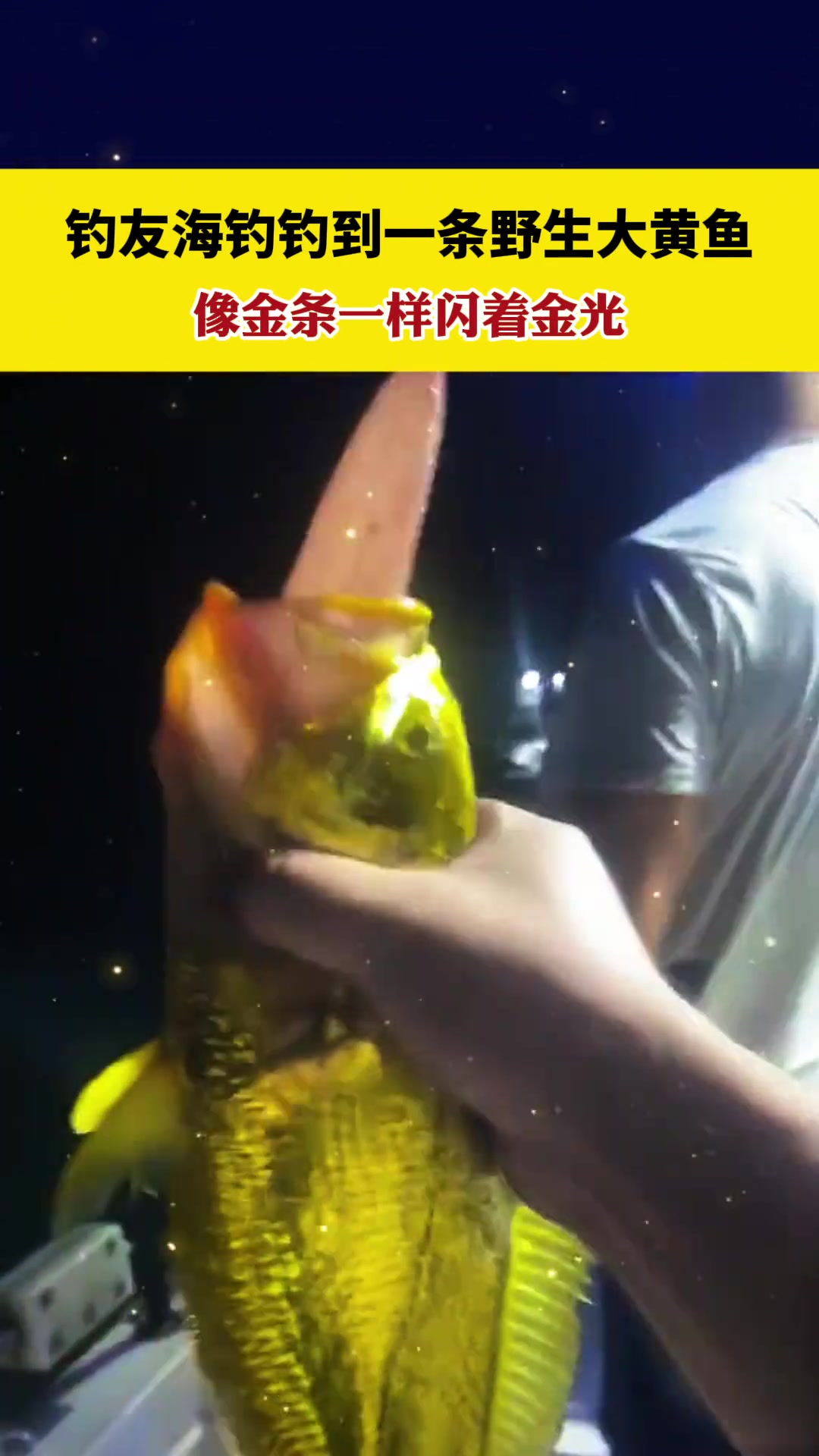 钓友钓到一条金灿灿的大黄鱼